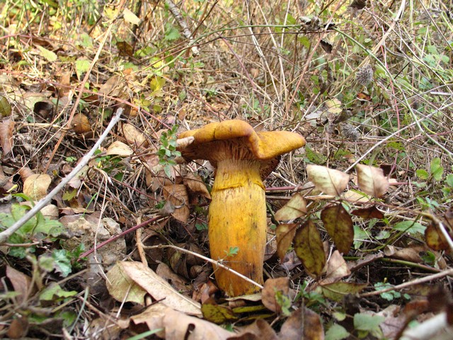 Il Genere Armillaria